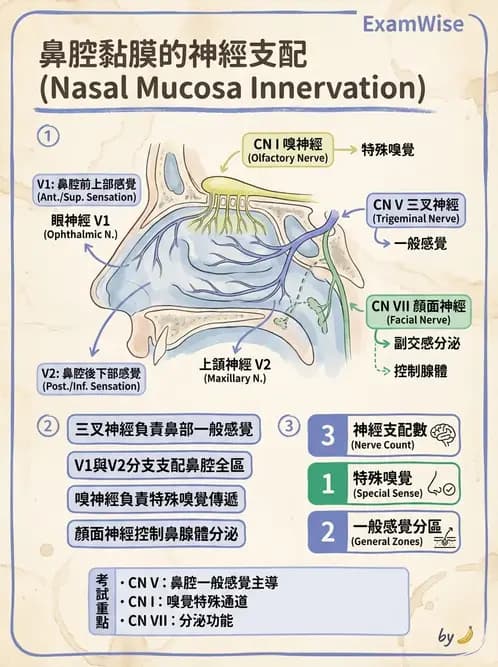 物治 - 腦神經與脊神經解剖 - AI 圖文解析預覽