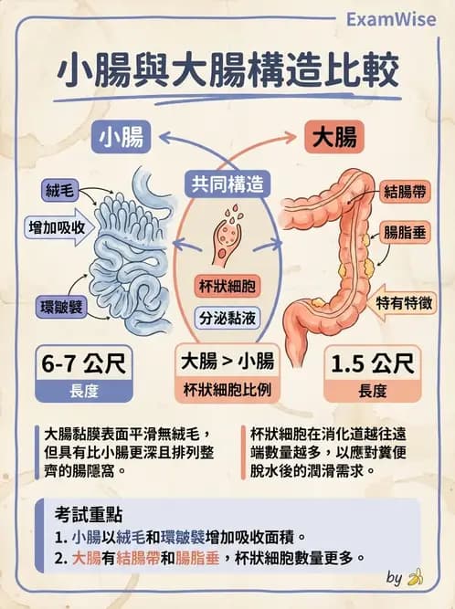 物治 - 消化泌尿生殖系統解剖 - AI 圖文解析預覽