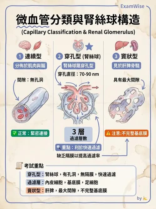 物治 - 消化泌尿生殖系統解剖 - AI 圖文解析預覽