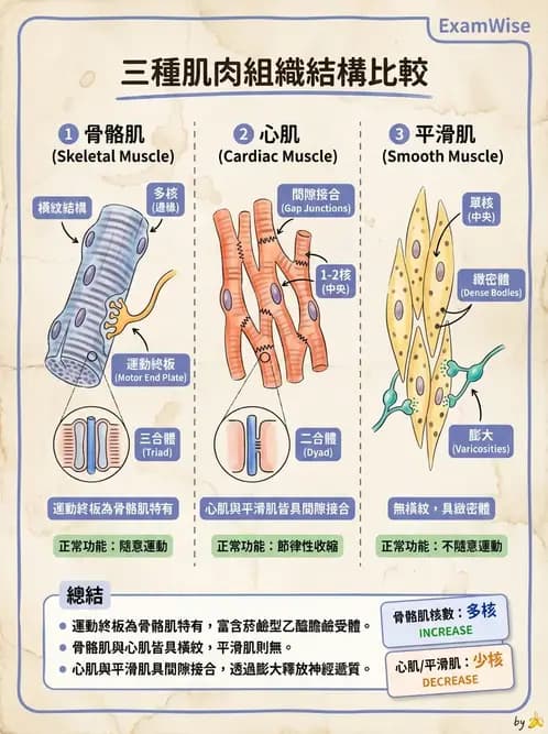 物治 - 肌肉收縮與纖維特性 - AI 圖文解析預覽