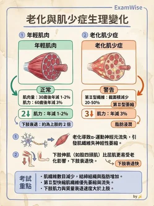 物治 - 骨骼生理與發展老化 - AI 圖文解析預覽