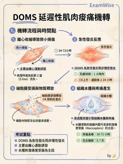 物治 - 能量代謝與運動適應 - AI 圖文解析預覽