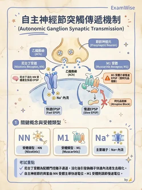 物治 - 神經系統生理 - AI 圖文解析預覽
