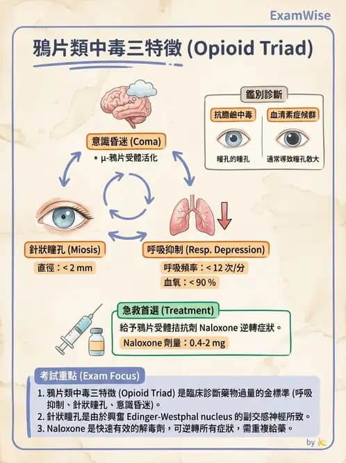 物治 - 神經系統生理 - AI 圖文解析預覽