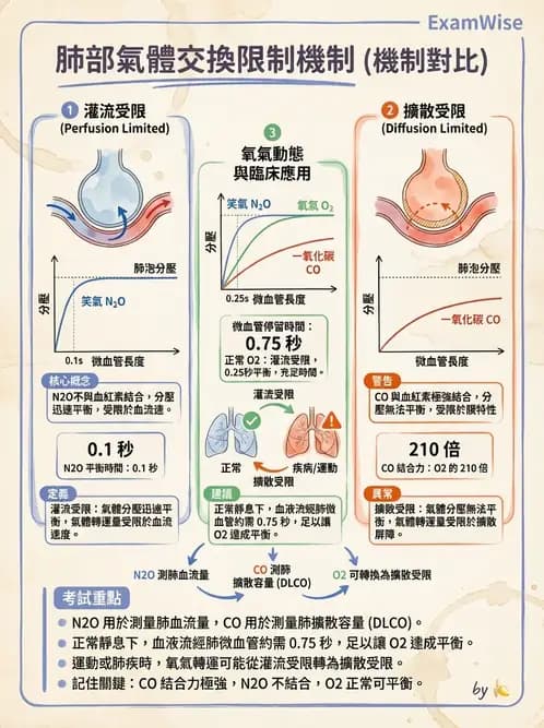 物治 - 呼吸生理 - AI 圖文解析預覽