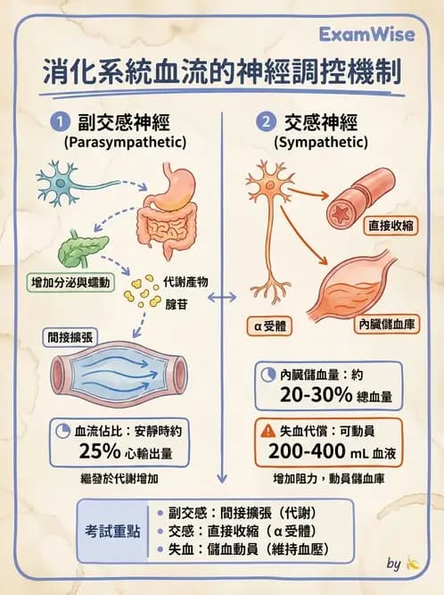 物治 - 消化泌尿系統生理 - AI 圖文解析預覽