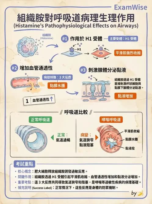 物治 - 免疫生殖與皮膚生理 - AI 圖文解析預覽