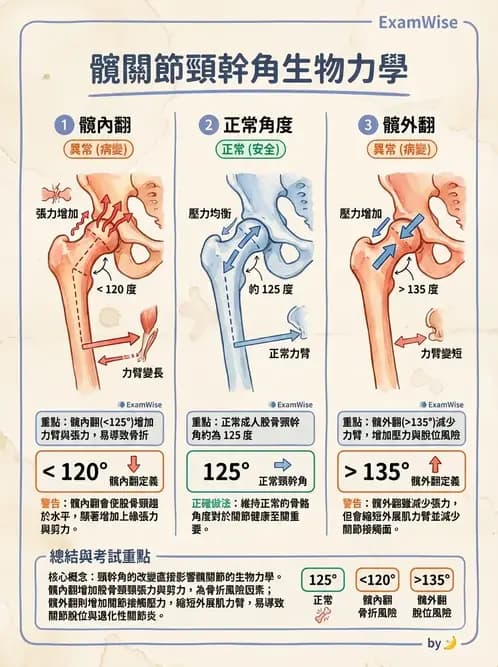 物治 - 髖關節肌動學與生物力學 - AI 圖文解析預覽