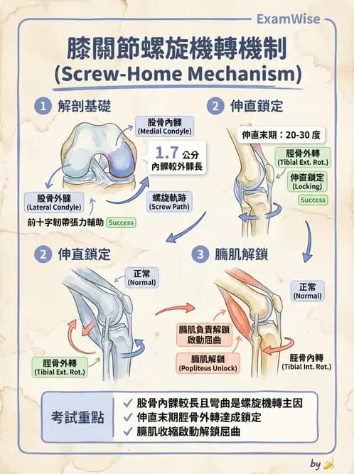 物治 - 膝關節肌動學與生物力學 - AI 圖文解析預覽