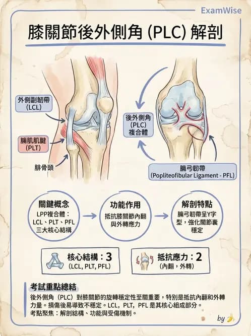物治 - 膝關節肌動學與生物力學 - AI 圖文解析預覽