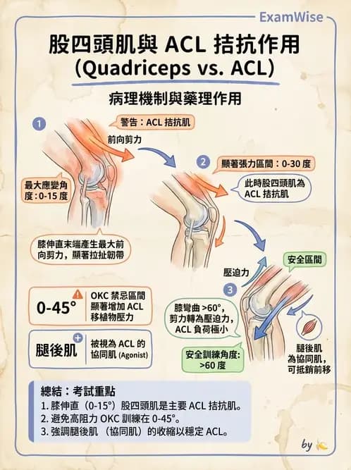 物治 - 膝關節肌動學與生物力學 - AI 圖文解析預覽
