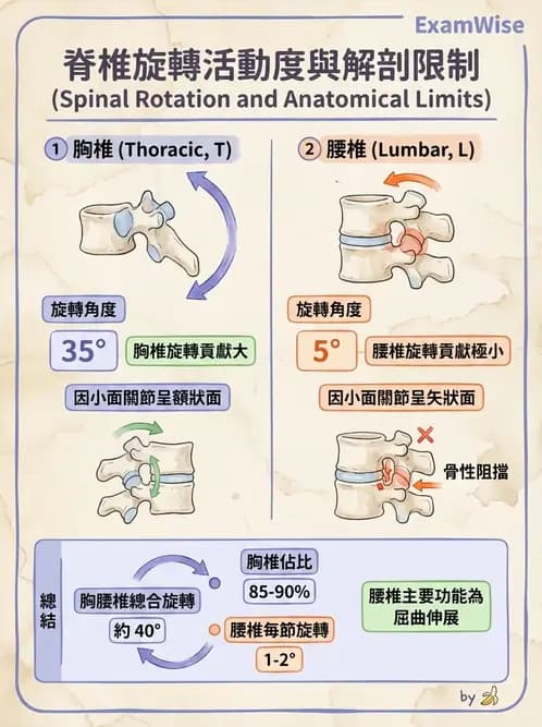 物治 - 軀幹肌動學與生物力學 - AI 圖文解析預覽