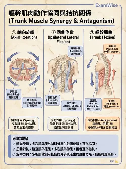 物治 - 軀幹肌動學與生物力學 - AI 圖文解析預覽
