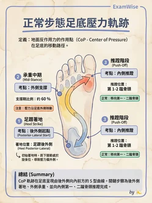 物治 - 步態週期與生物力學 - AI 圖文解析預覽