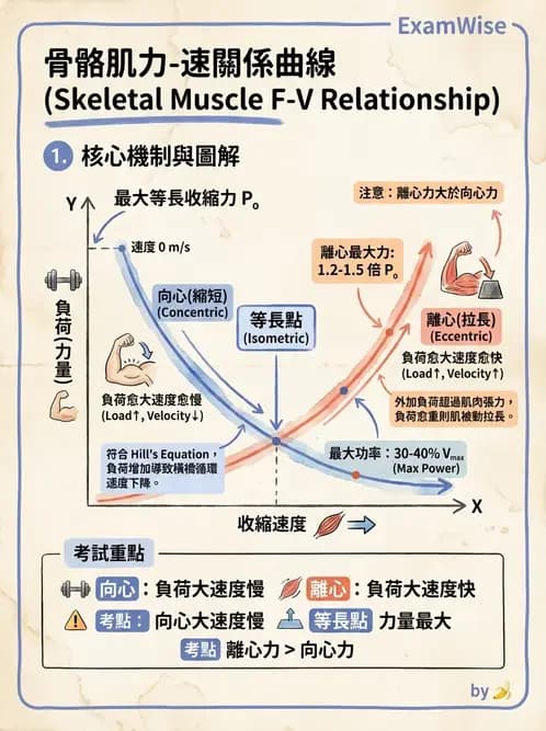 物治 - 組織生物力學 - AI 圖文解析預覽
