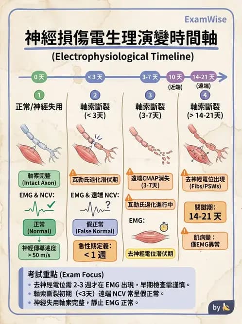 物治 - 電生理診斷 - AI 圖文解析預覽