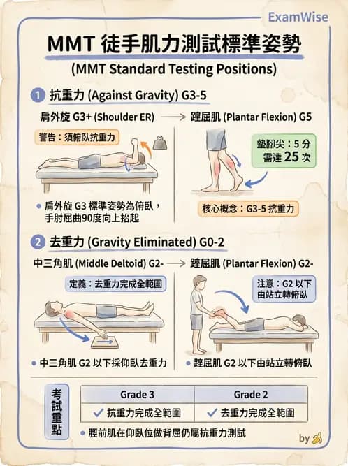 物治 - MMT通則、頭頸與軀幹 - AI 圖文解析預覽