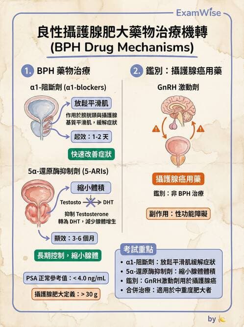 專師 - 攝護腺疾病 - AI 圖文解析預覽