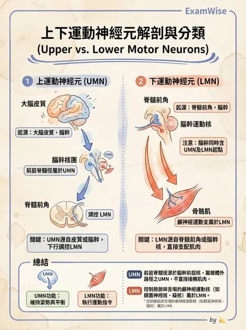 物治 - 動作控制理論 - AI 圖文解析預覽