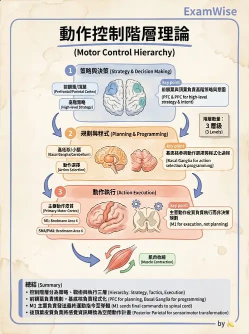 物治 - 動作控制理論 - AI 圖文解析預覽