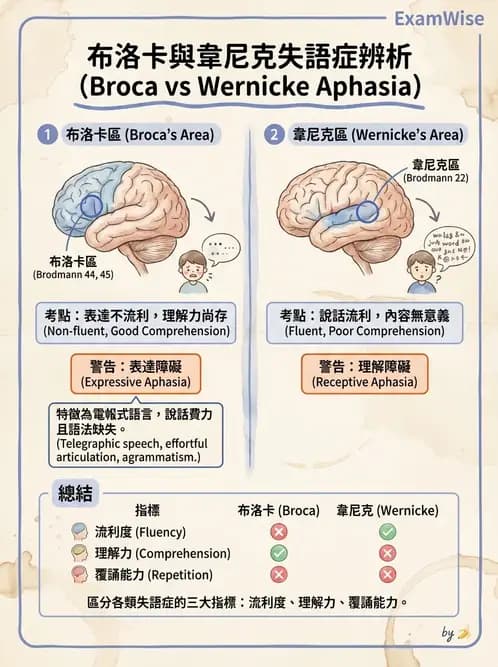 物治 - 腦中風感覺知覺與認知 - AI 圖文解析預覽