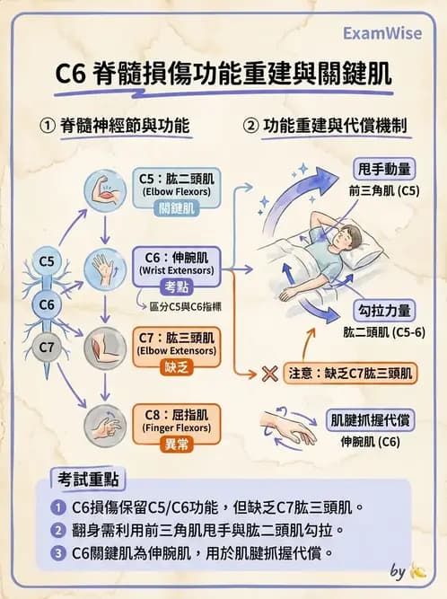 物治 - SCI功能預後與復健訓練 - AI 圖文解析預覽