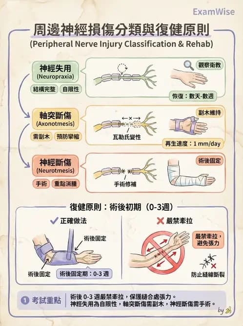 物治 - 周邊神經損傷與復健 - AI 圖文解析預覽