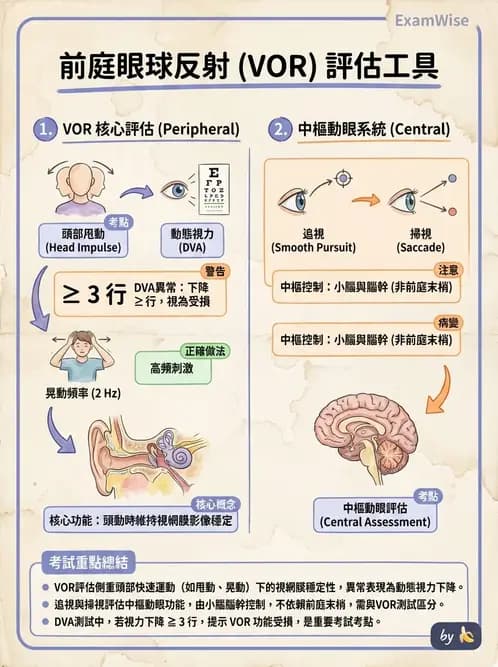 物治 - 前庭系統與前庭復健 - AI 圖文解析預覽