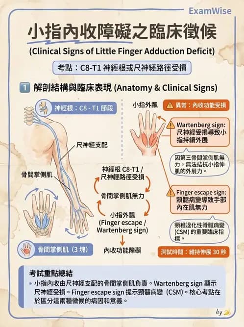 物治 - 手部肌腱損傷與變形 - AI 圖文解析預覽