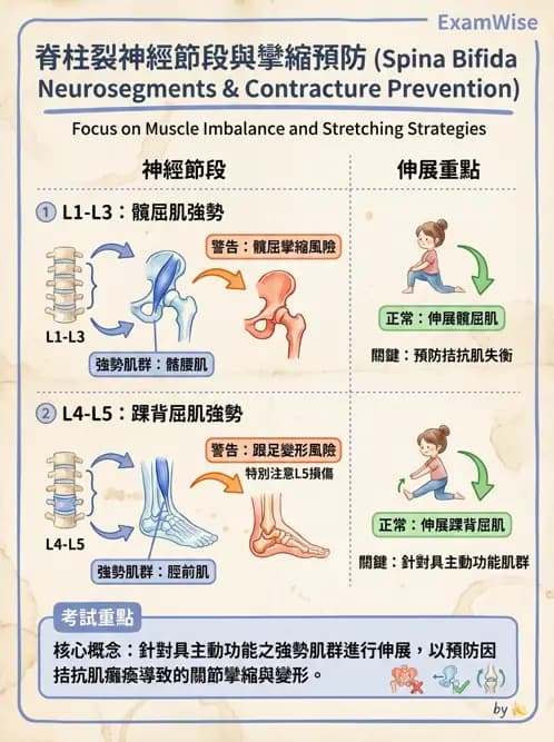 物治 - 脊柱裂、神經肌肉疾病與腦傷 - AI 圖文解析預覽
