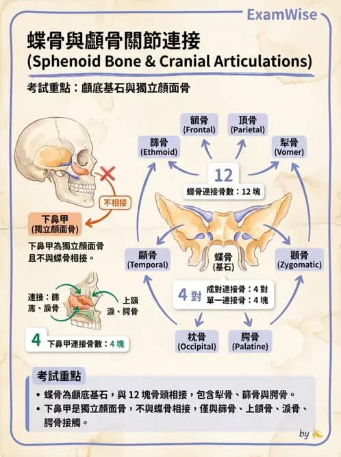 物治 - 骨骼與關節解剖 - AI 圖文解析預覽
