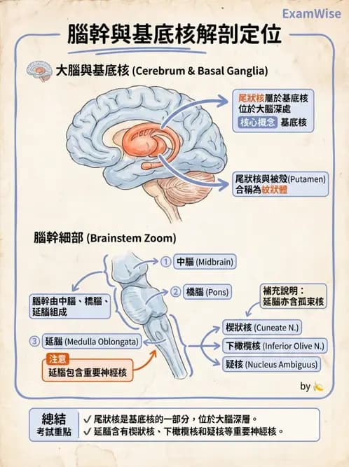 物治 - 中樞神經系統解剖 - AI 圖文解析預覽