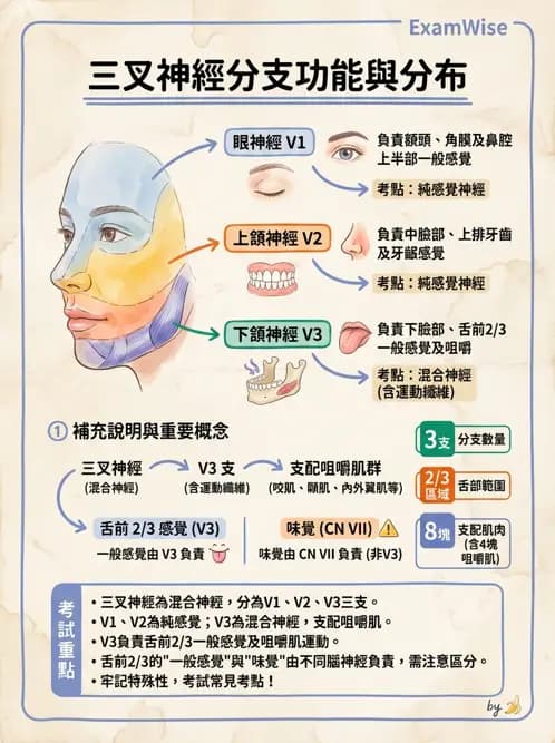 物治 - 腦神經與脊神經解剖 - AI 圖文解析預覽