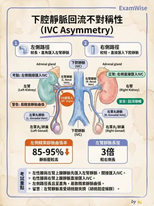 物治 - 心臟血管與血液解剖 - AI 圖文解析預覽