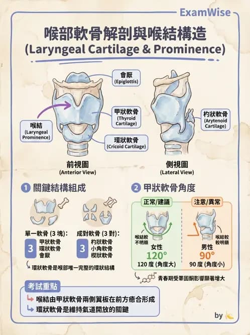 物治 - 呼吸系統解剖 - AI 圖文解析預覽