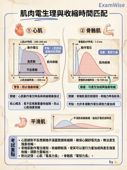 物治 - 肌肉收縮與纖維特性 - AI 圖文解析預覽