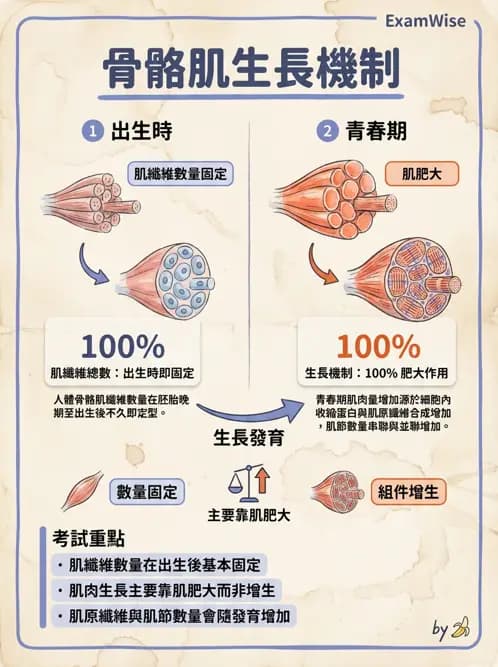 物治 - 骨骼生理與發展老化 - AI 圖文解析預覽