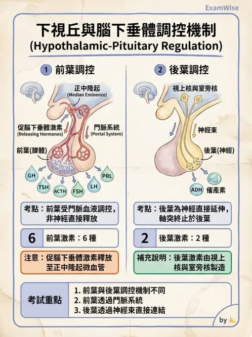物治 - 內分泌系統生理 - AI 圖文解析預覽
