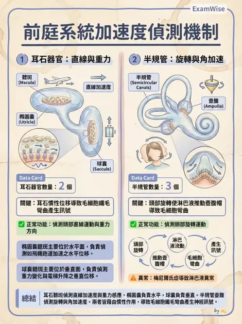 物治 - 神經系統生理 - AI 圖文解析預覽