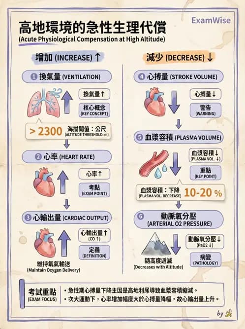 物治 - 運動與環境心肺生理 - AI 圖文解析預覽