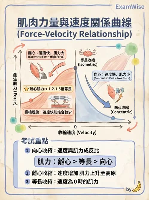 物治 - 肌肉力學與感覺運動控制 - AI 圖文解析預覽