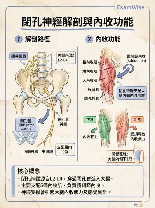 物治 - 髖關節肌動學與生物力學 - AI 圖文解析預覽