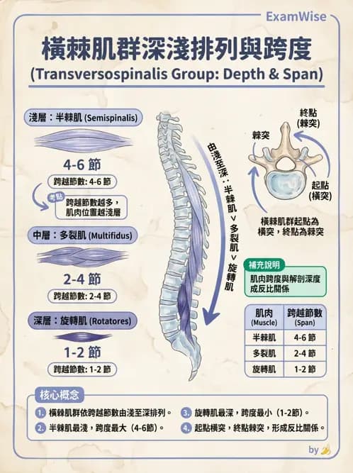 物治 - 頸椎肌動學與生物力學 - AI 圖文解析預覽