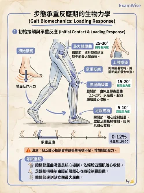 物治 - 步態週期與生物力學 - AI 圖文解析預覽