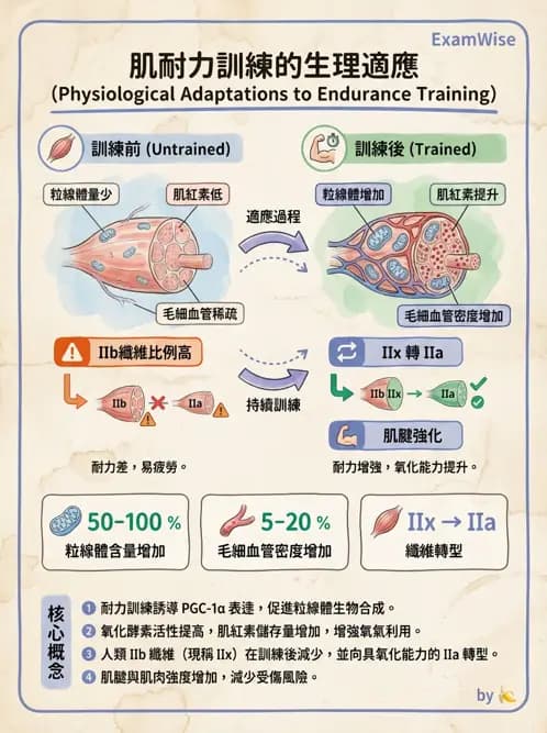 物治 - 肌耐力與神經肌肉適應 - AI 圖文解析預覽