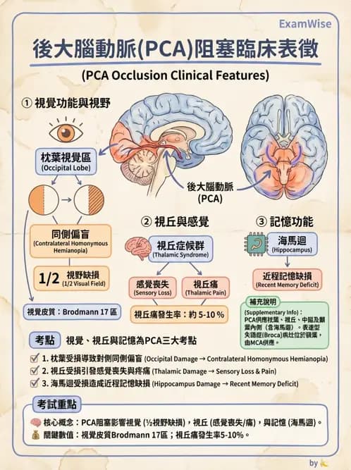 物治 - 腦中風病理與血管解剖 - AI 圖文解析預覽