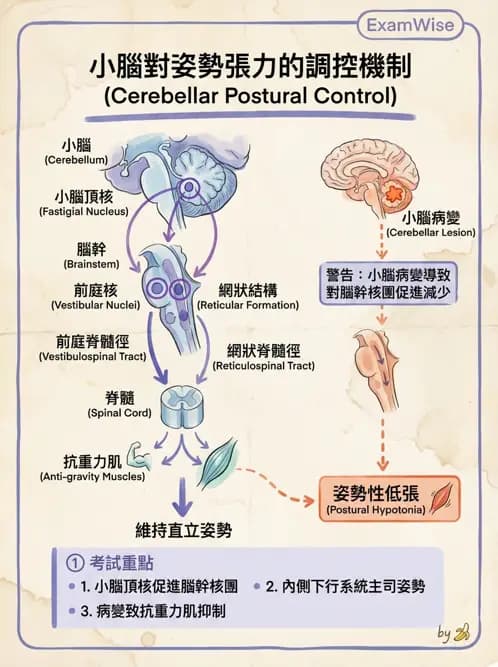 物治 - 小腦疾病物理治療 - AI 圖文解析預覽