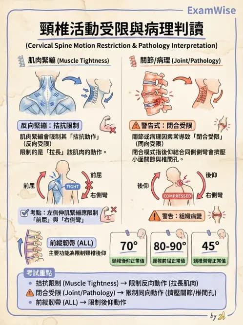 物治 - 頸椎評估與病理 - AI 圖文解析預覽