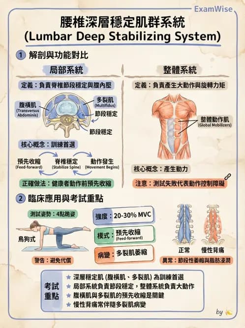 物治 - 腰椎穩定訓練與治療原則 - AI 圖文解析預覽