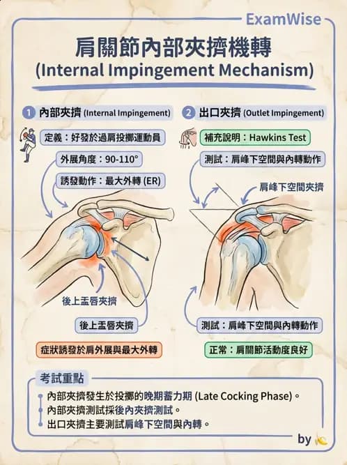 物治 - 肩關節夾擠與旋轉肌袖 - AI 圖文解析預覽